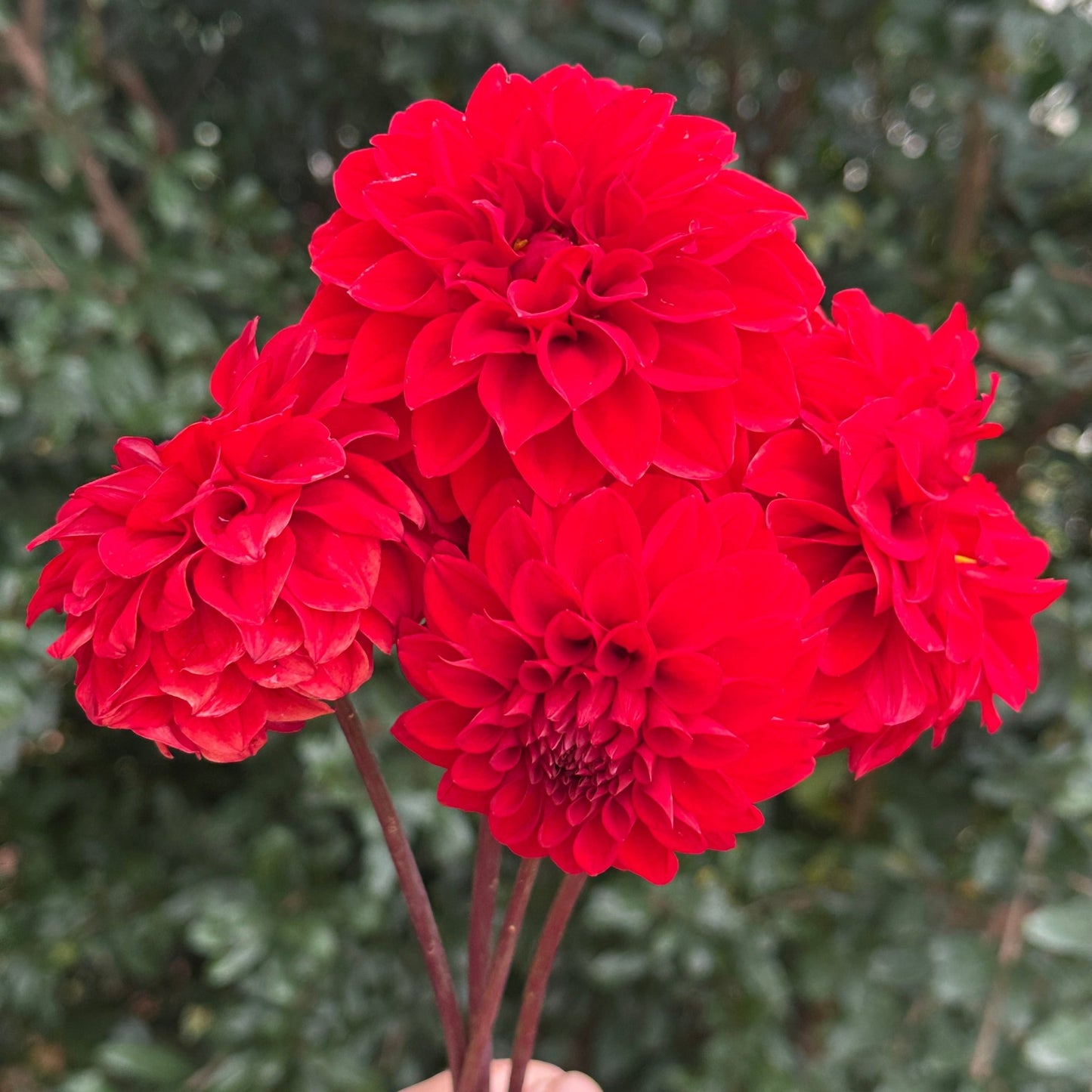 Red Runner Dahlia Tuber - Love Dahlias - south - africa - flower - bulbs