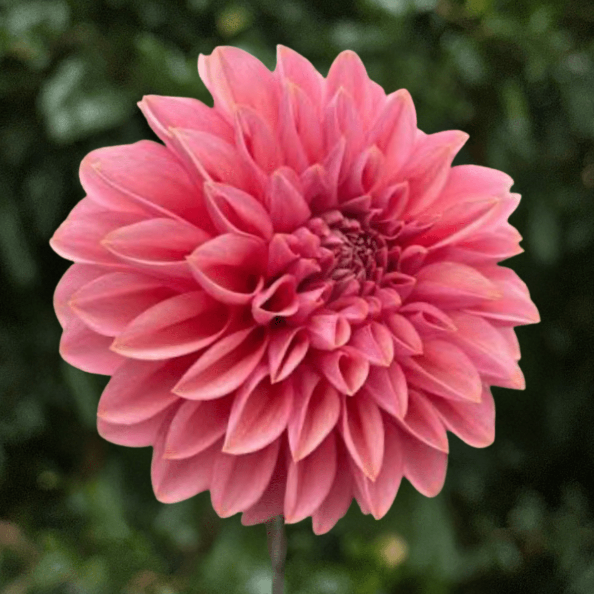 Roza Pantera Dahlia Tuber | South Africa - Love Dahlias-south-africa-flower-bulbs