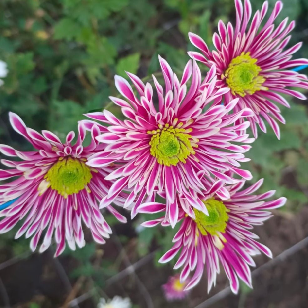 Saba Heirloom Mum 4 pack - Love Dahlias - south - africa - flower - bulbs