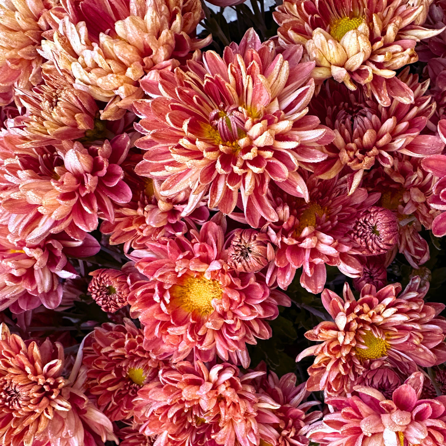 Salmon Shimmer Heirloom Chrysanthemum | South Africa - Love Dahlias - south - africa - flower - bulbs