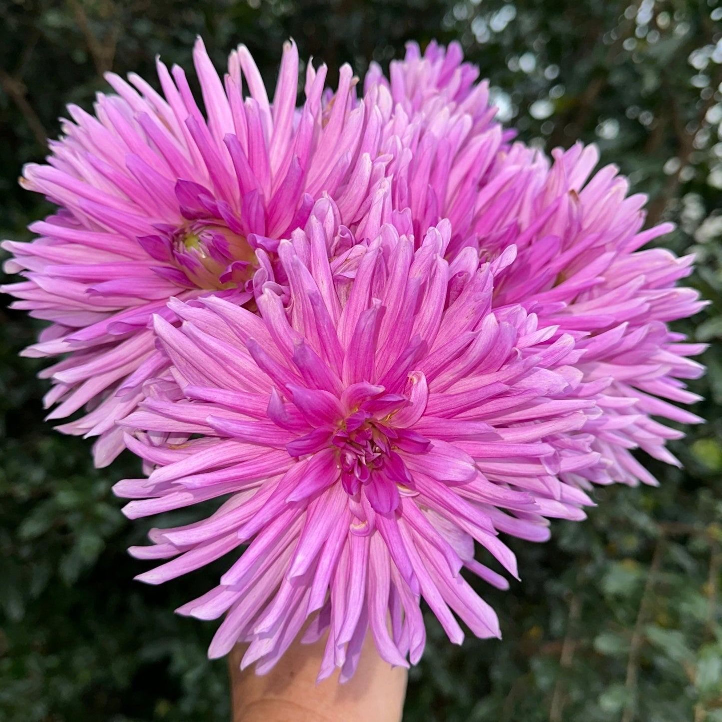 Sam’s Lilac Dahlia Tuber - Love Dahlias - south - africa - flower - bulbs