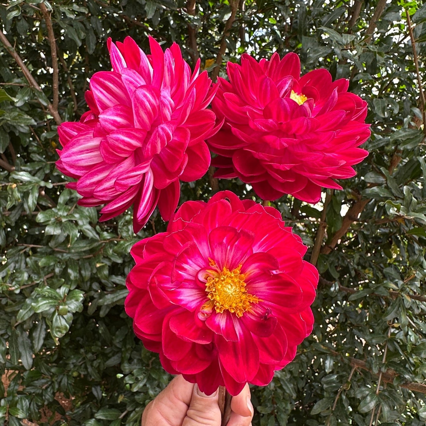 Sandia Bertha Dahlia (Limit 1 p.p) - Love Dahlias - south - africa - flower - bulbs