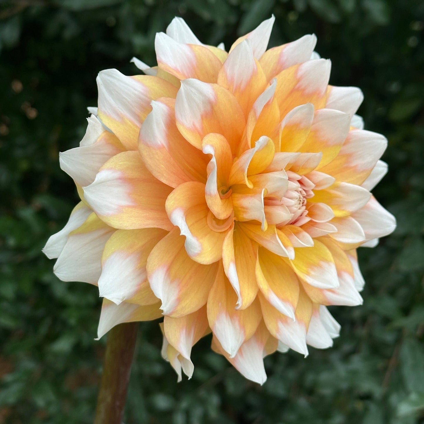 Seattle Dahlia Tuber - Love Dahlias - south - africa - flower - bulbs