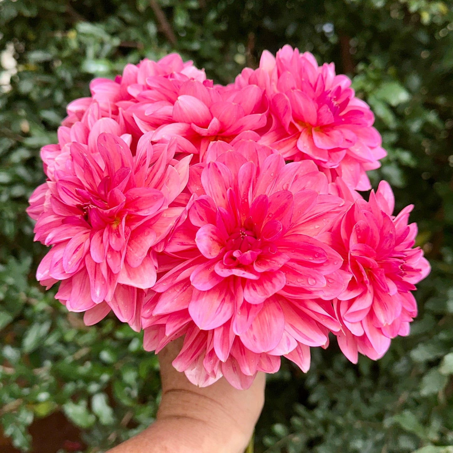 Sourire De Crozon Dahlia Tuber - Love Dahlias - south - africa - flower - bulbs