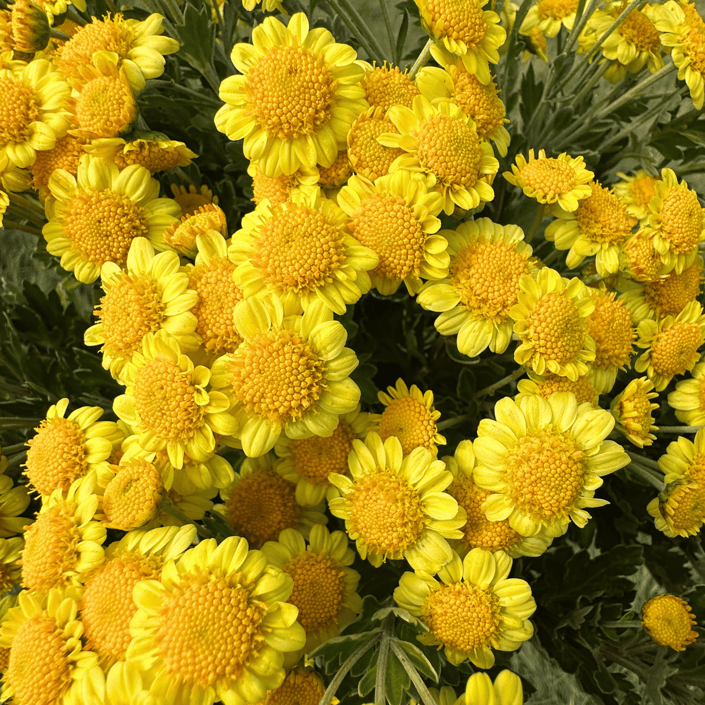Sunshine Heirloom Chrysanthemum | South Africa - Love Dahlias - south - africa - flower - bulbs