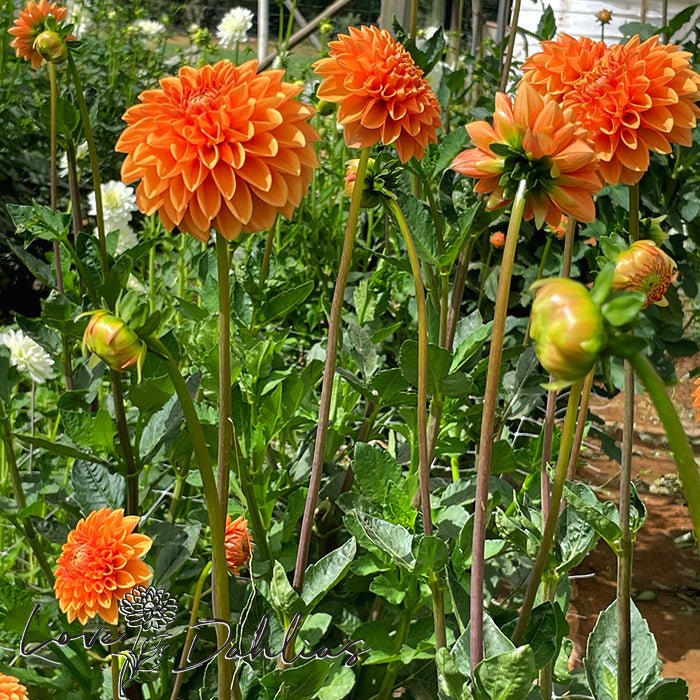 Sylvia AKA Maarn Dahlia Tuber - Love Dahlias - south - africa - flower - bulbs