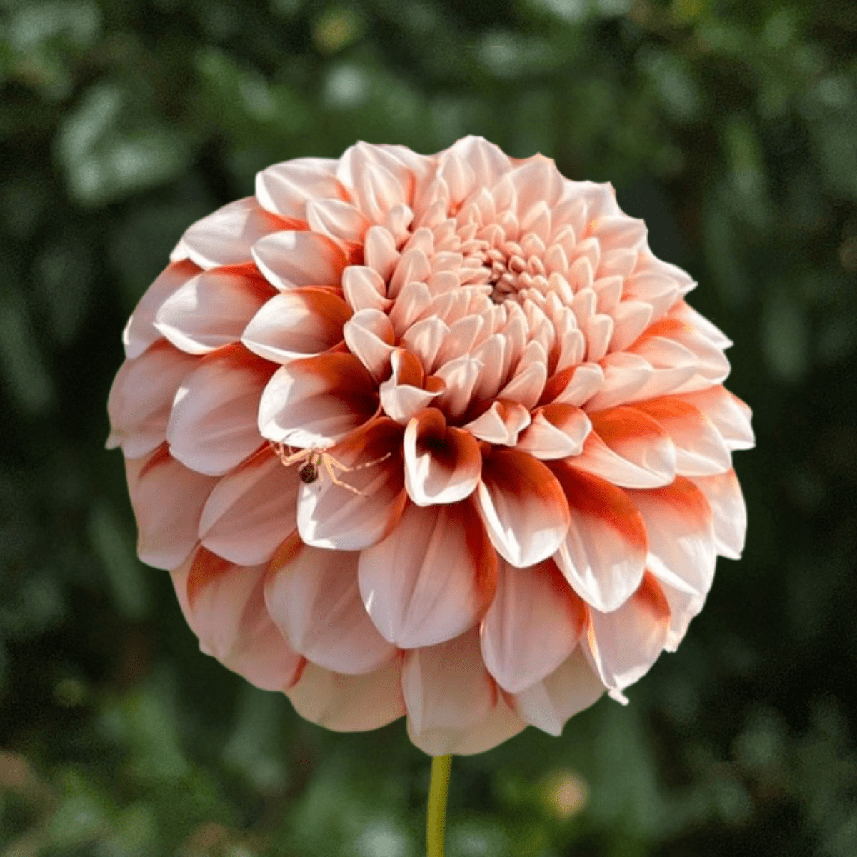 Tangerine Dream Dahlia Tuber | South Africa - Love Dahlias-south-africa-flower-bulbs