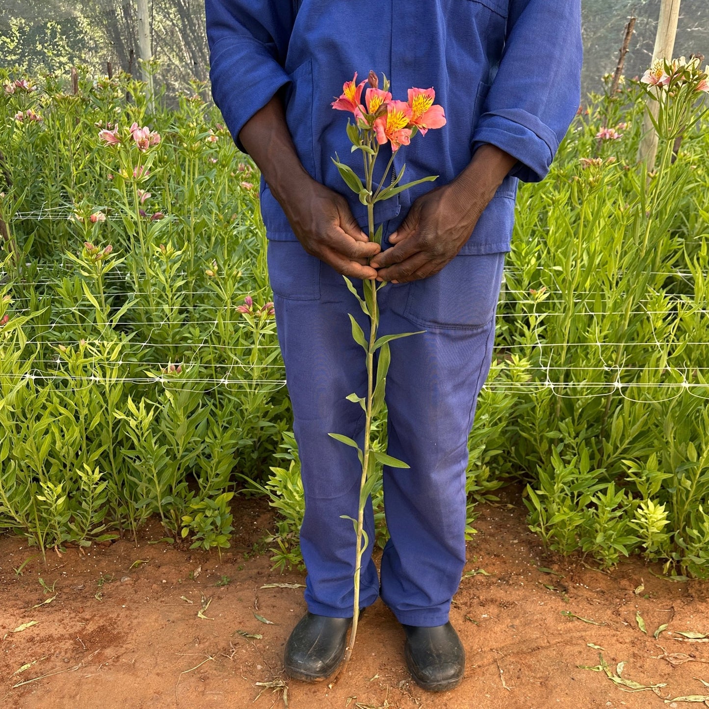 Terracotta Alstroemeria Plant (Inca Lily) - Love Dahlias - south - africa - flower - bulbs