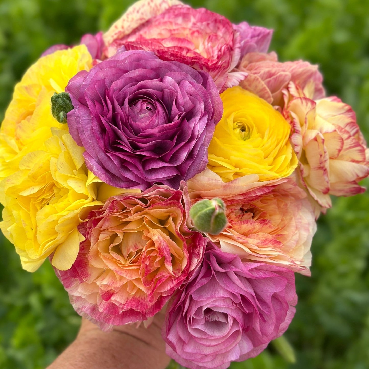 Tropical Punch Garden Ranunculus Mix - Love Dahlias - south - africa - flower - bulbs