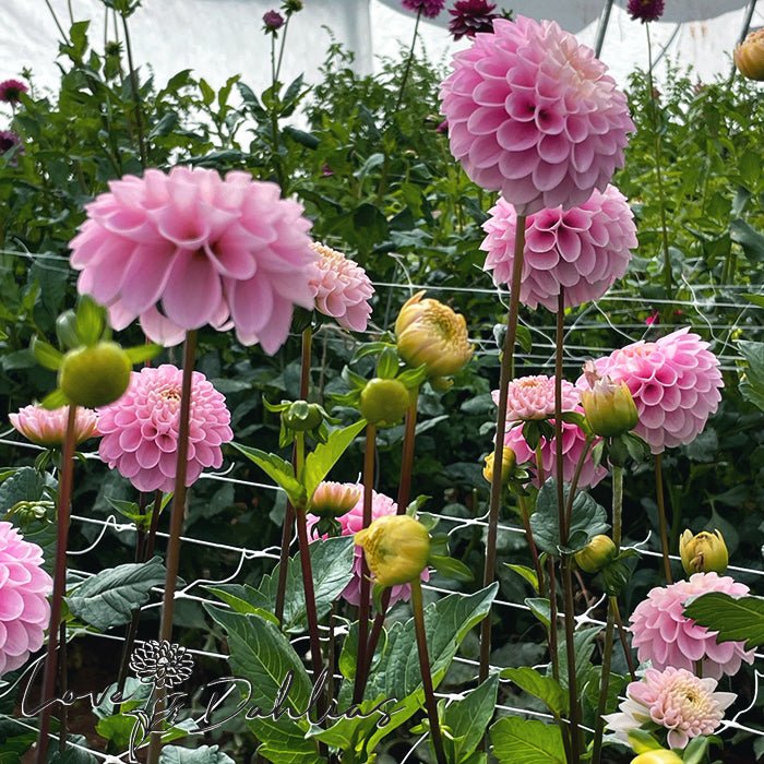 Veerle Dahlia Tuber - Love Dahlias - south - africa - flower - bulbs