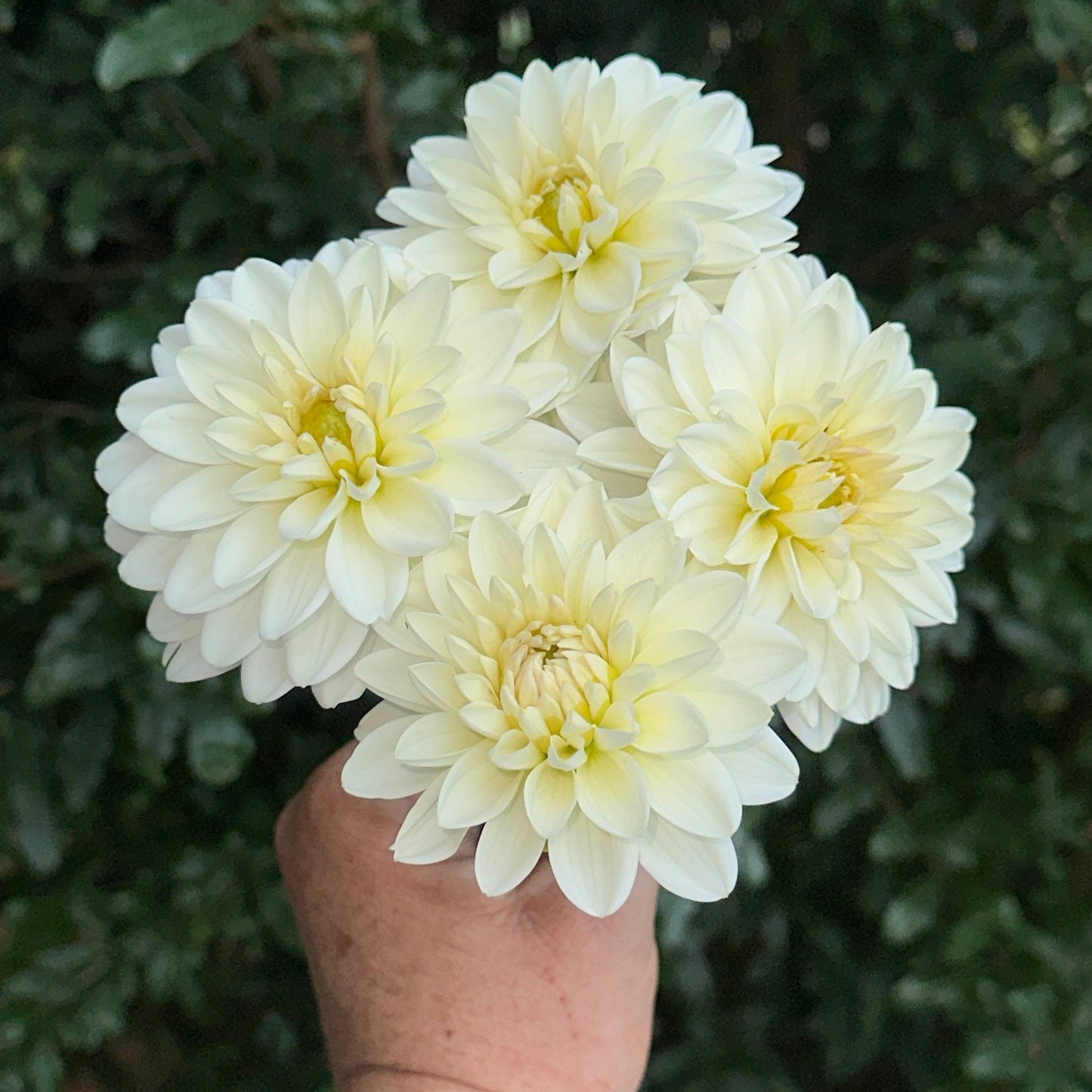 White Onesta Dahlia Tuber - Love Dahlias - south - africa - flower - bulbs