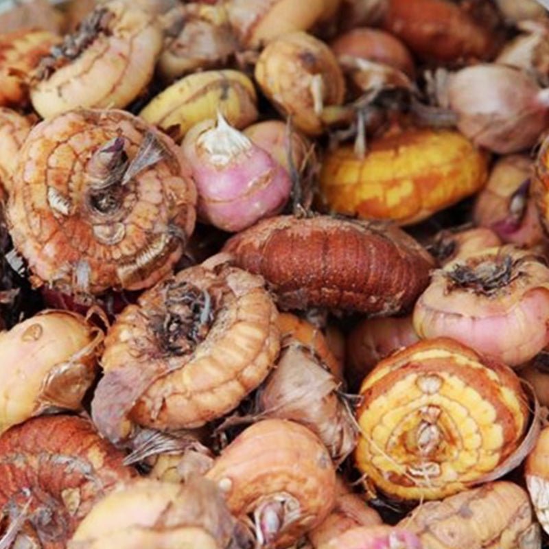 White Prosperity Gladiolus (Pack of 12) Sword Lily - Love Dahlias - south - africa - flower - bulbs