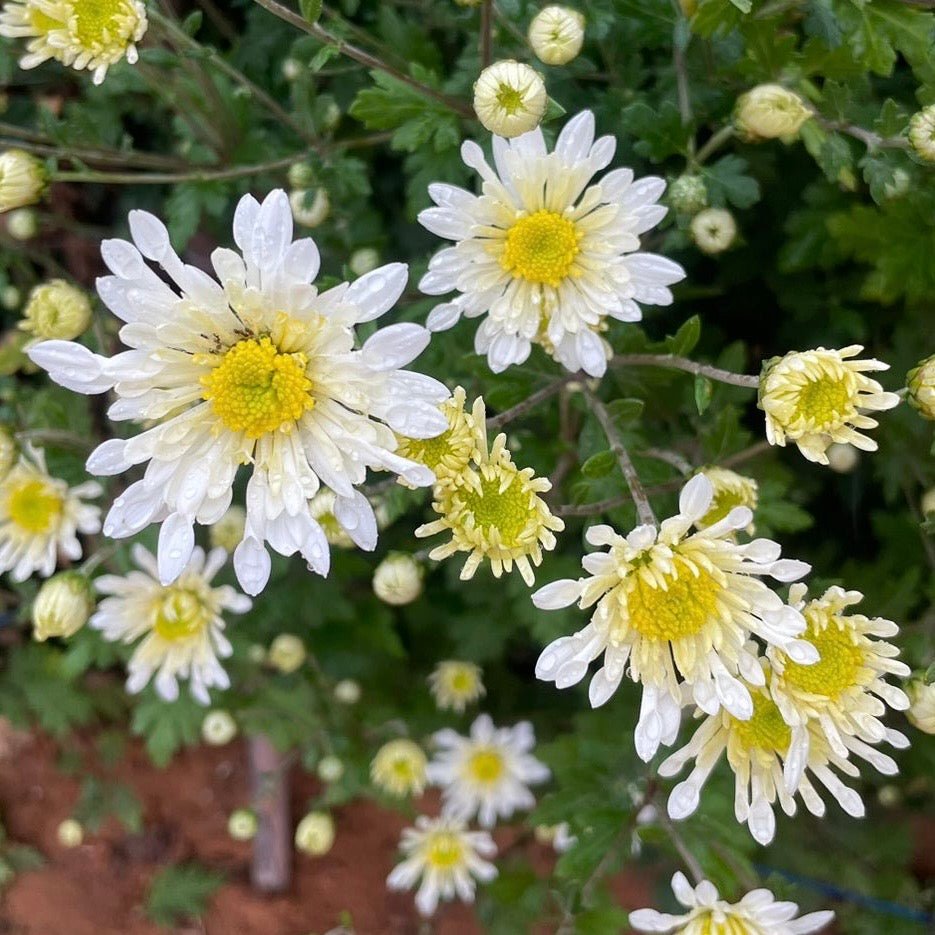 White Windmill Heirloom Mum 4 pack - Love Dahlias - south - africa - flower - bulbs