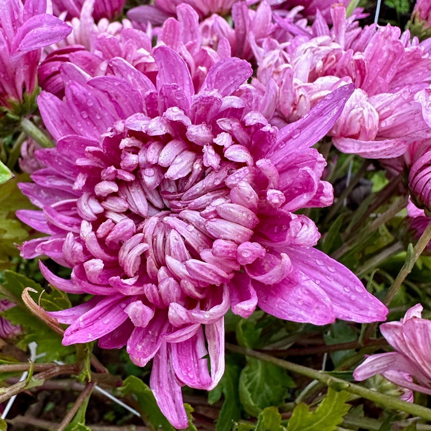 Wilmien Heirloom Heirloom Chrysanthemum | South Africa - Love Dahlias - south - africa - flower - bulbs