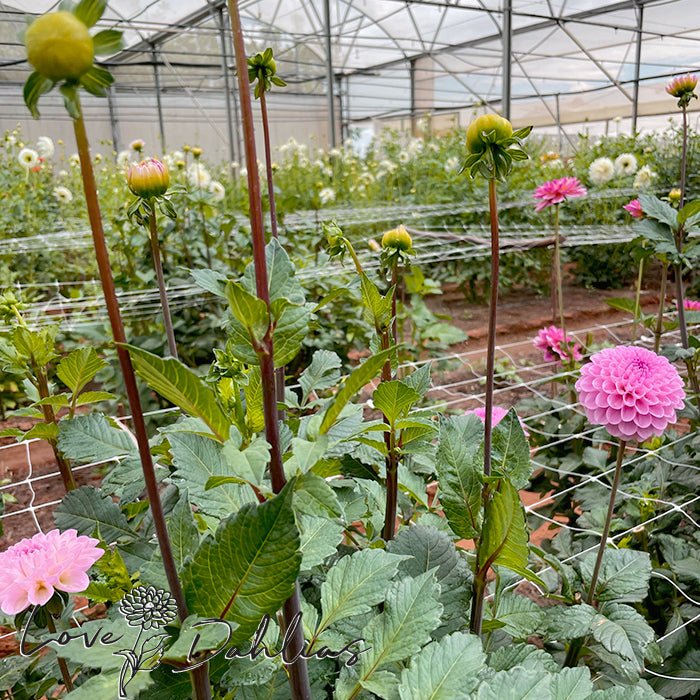 Wizard of Oz Dahlia Tuber - Love Dahlias - south - africa - flower - bulbs