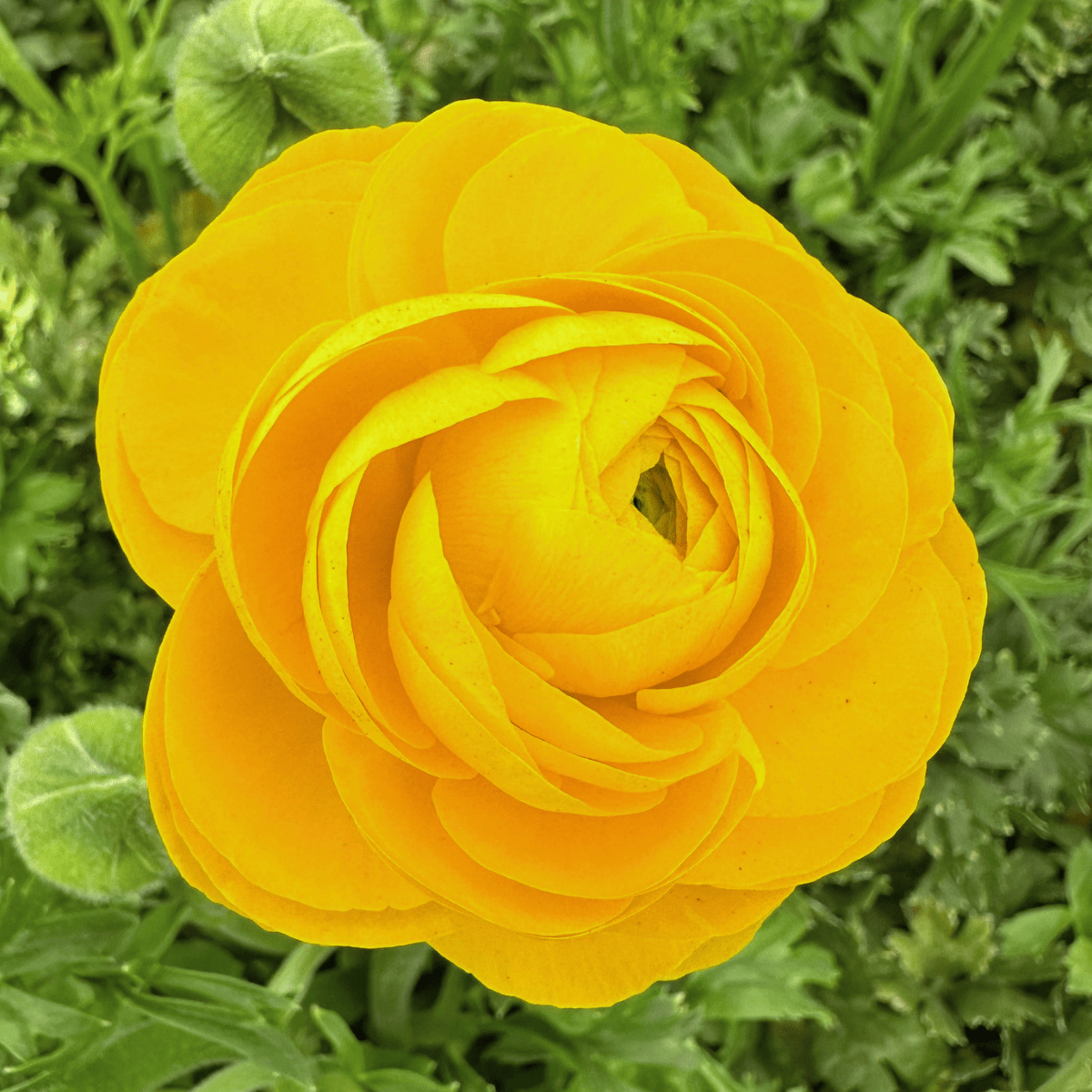 Yellow Elegantly Double Ranunculus - 10 Corms - Love Dahlias-#south#-#africa#-#flower#-#bulbs#