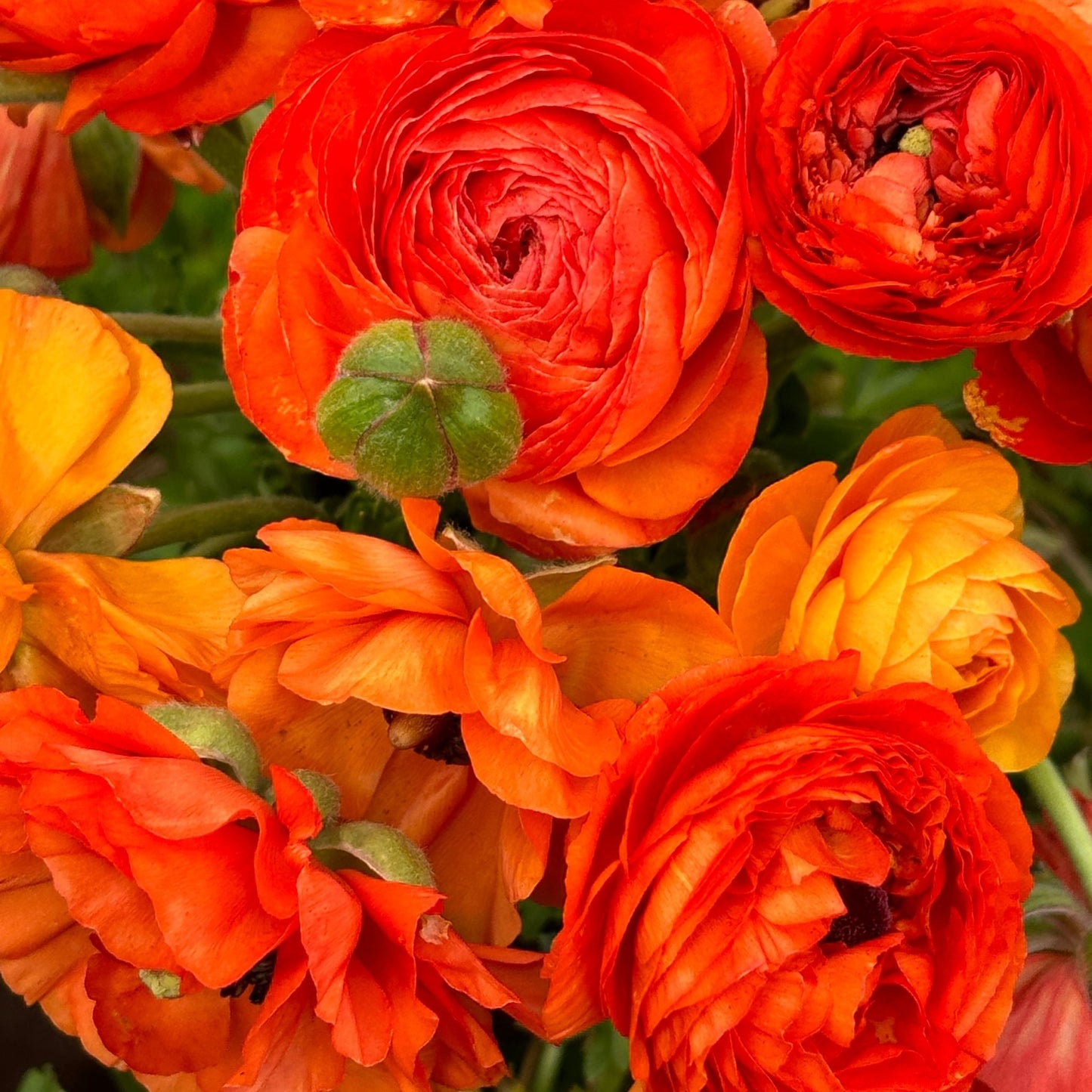 Zesty Orange Ruffles Ranunculus Corms (Pack of 20) - Love Dahlias - south - africa - flower - bulbs