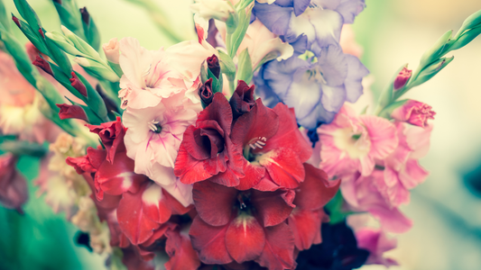 Best Gladiolus Varieties for Cut Flowers in South Africa