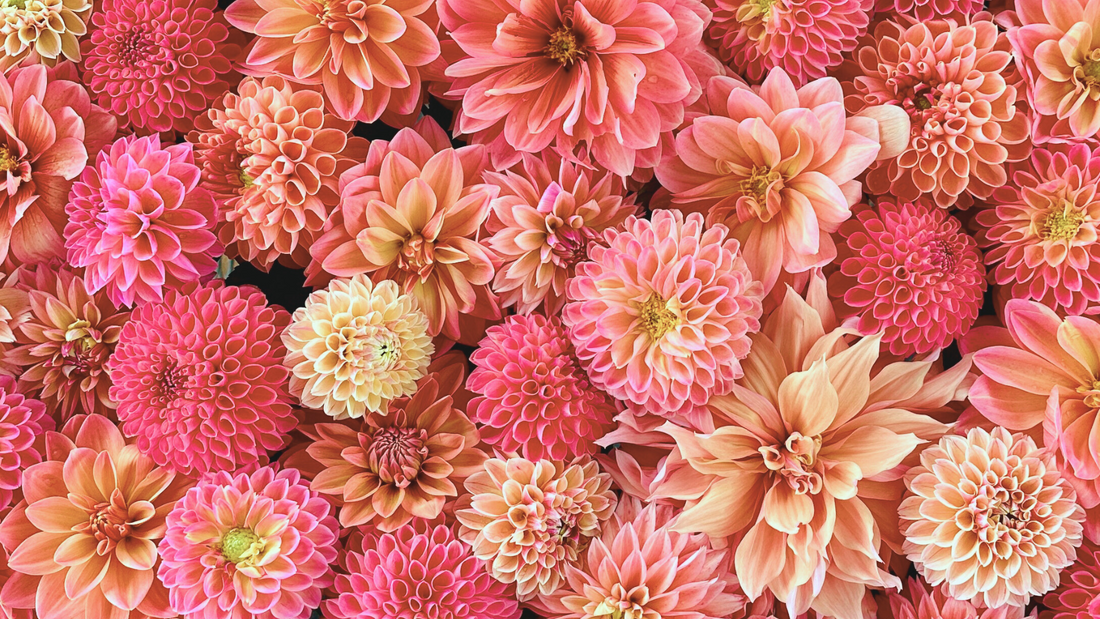 Top 10 Best Dahlia Varieties for Cutting