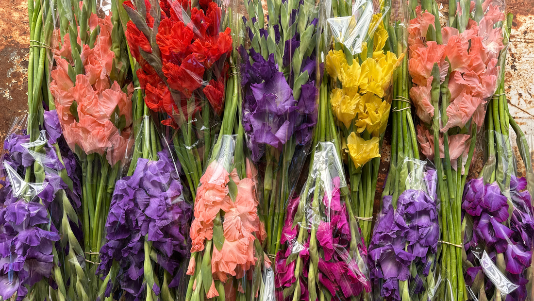 Best Gladiolus Varieties for Cut Flowers in South Africa - Love Dahlias