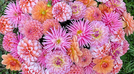 Dahlia Classifications Made Easy: Learn the Different Types and Forms - Love Dahlias