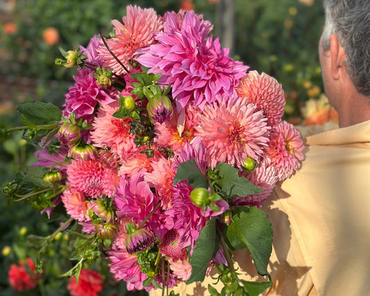 Dahlia Problems and Troubleshooting: The Real Reasons (and Fixes) - Love Dahlias