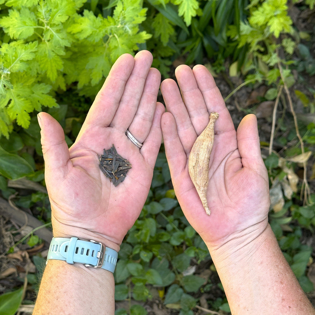 Dahlia Seeds vs Tubers: Which Is Better for South African Gardens? - Love Dahlias