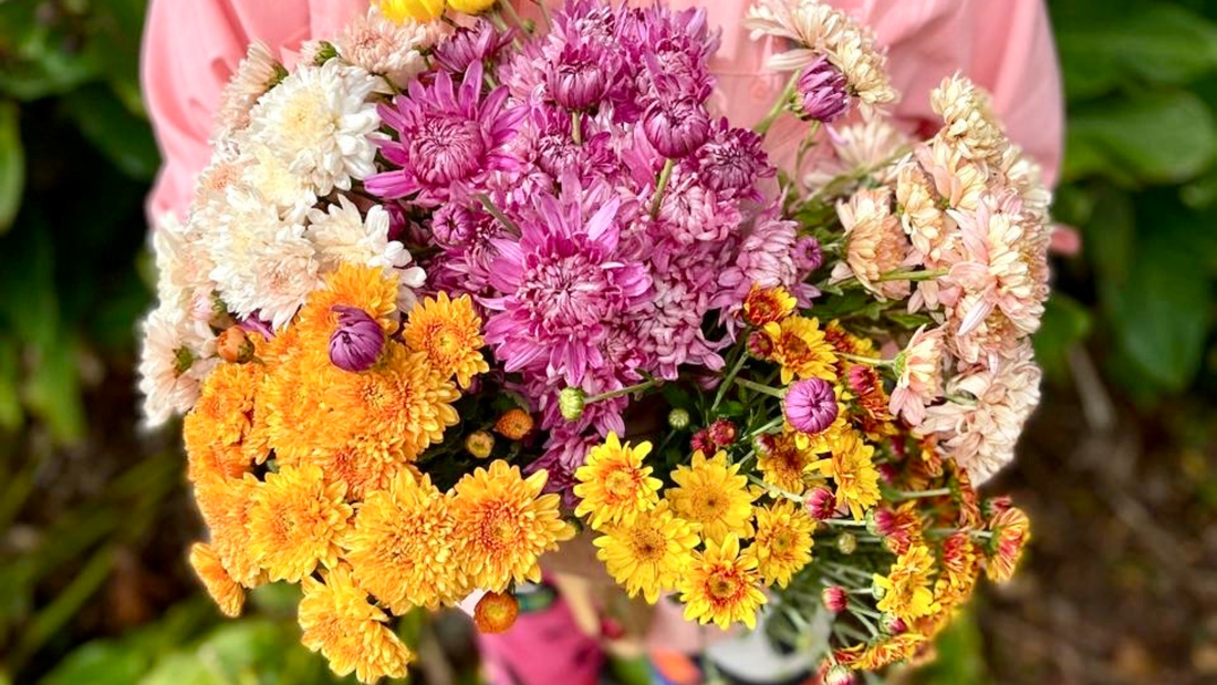 Early Season Heirloom Chrysanthemums: The First Blooms of Autumn - Love Dahlias