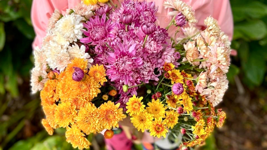 Early Season Heirloom Chrysanthemums: The First Blooms of Autumn - Love Dahlias