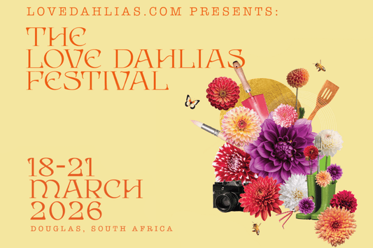 How the Love Dahlias Festival Was Born - Love Dahlias