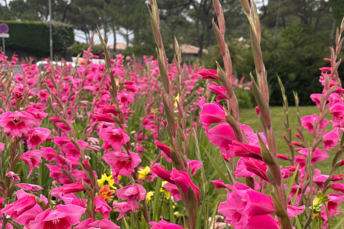 How to Grow Gladiolus in South Africa: Watering, Feeding, Pest and Disease Guide - Love Dahlias