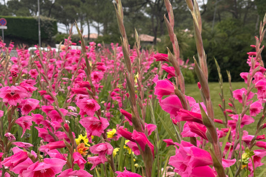 How to Grow Gladiolus in South Africa: Watering, Feeding, Pest and Disease Guide - Love Dahlias