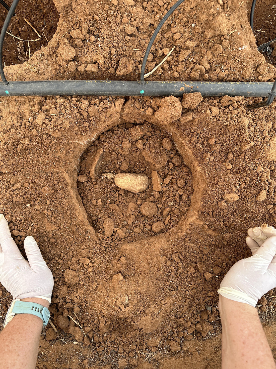 How to plant dahlias step by step in South Africa - Love Dahlias