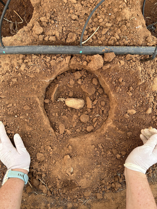 How to plant dahlias step by step in South Africa - Love Dahlias