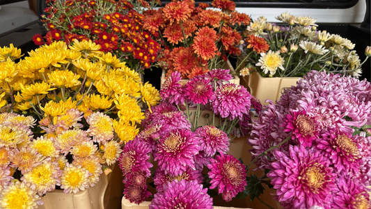 Mid-Season Heirloom Chrysanthemums | The Heart of Autumn - Love Dahlias