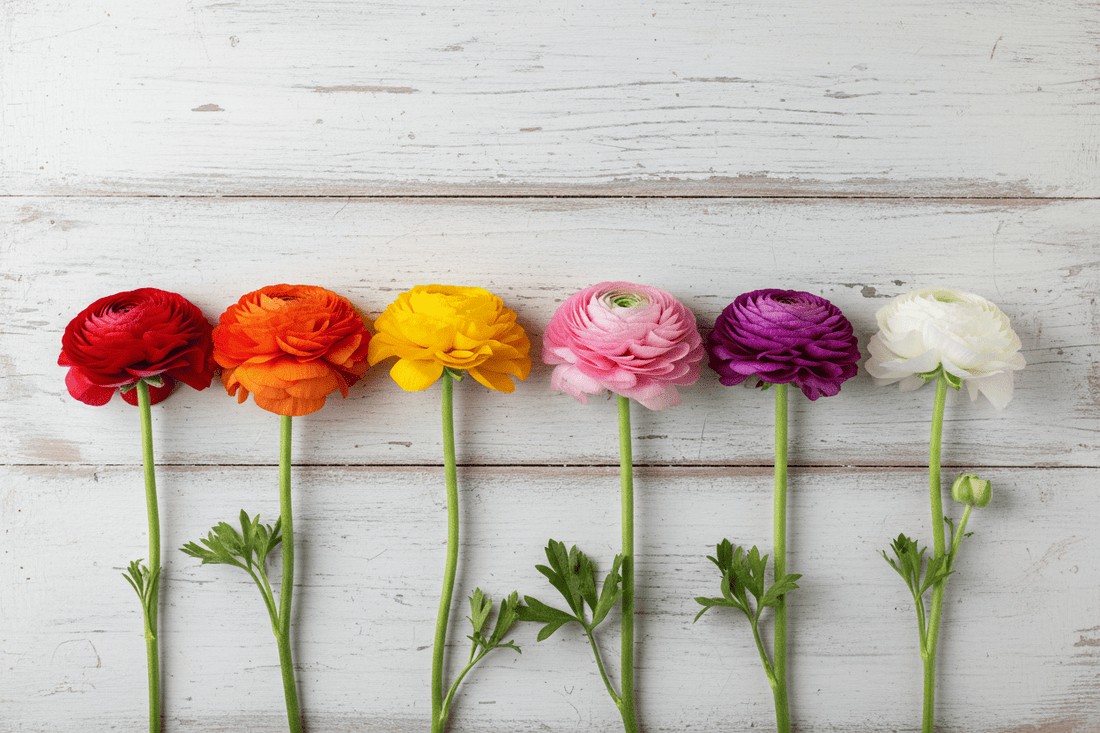 Ranunculus FAQ: The Questions Gardeners Ask Google (And the Real Ranunculus FAQ: The Questions Gardeners Ask Google (And the Real
