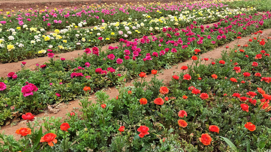 Something New Is Blooming at Love Dahlias: Our Garden Ranunculus Mixes Are Coming - Love Dahlias