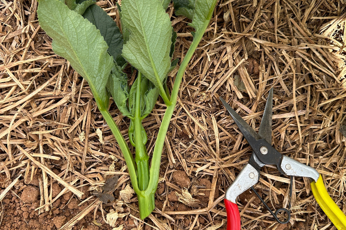 To pinch or not to pinch: the dahlia grower’s toughest decision - Love Dahlias