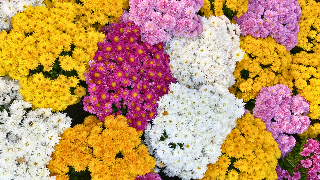 Why Grandma’s Favourite Mums Are in Fashion Again - Love Dahlias