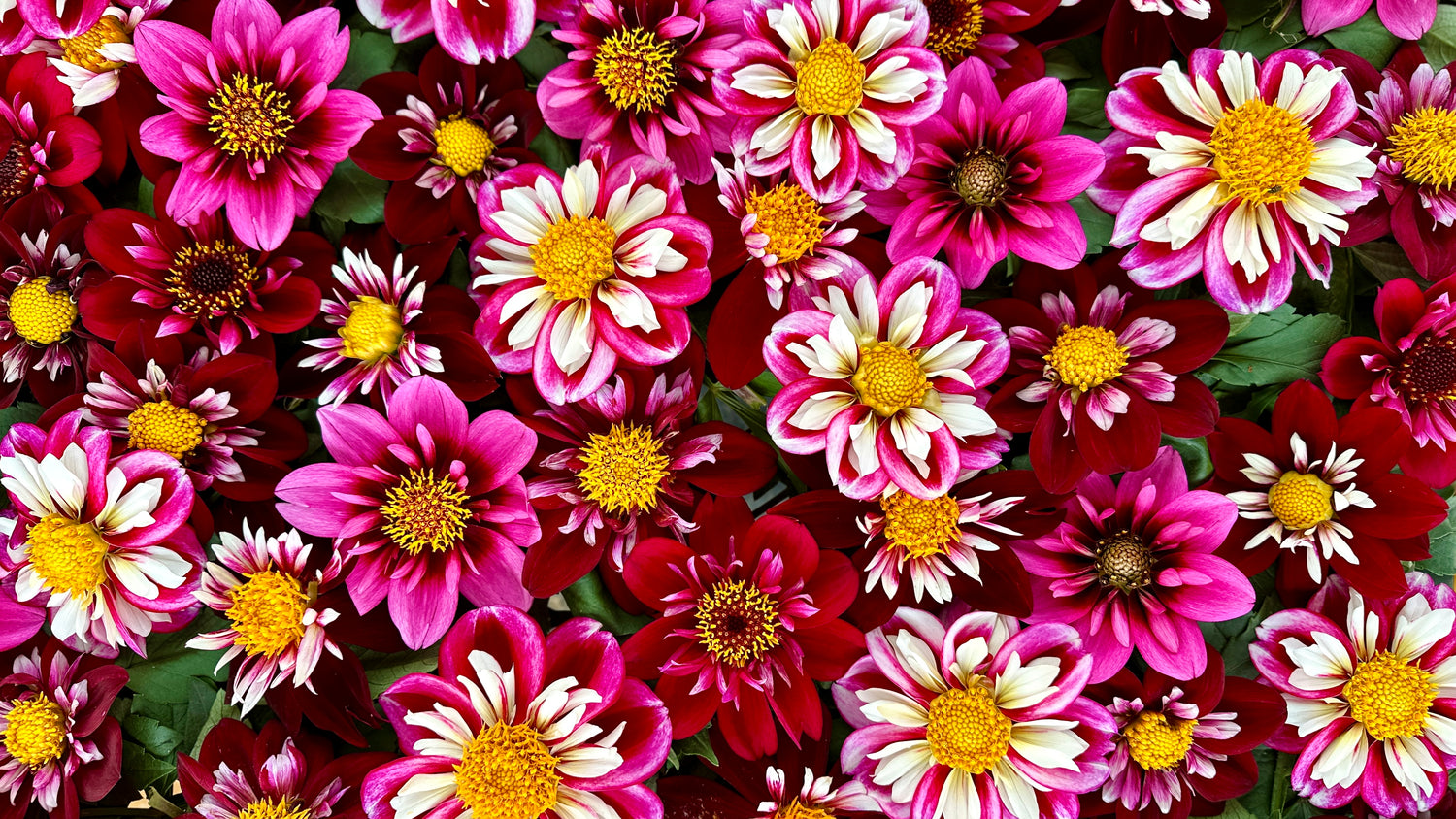 Collarette Dahlias