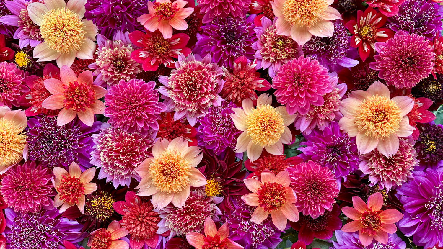 Anemone Dahlias