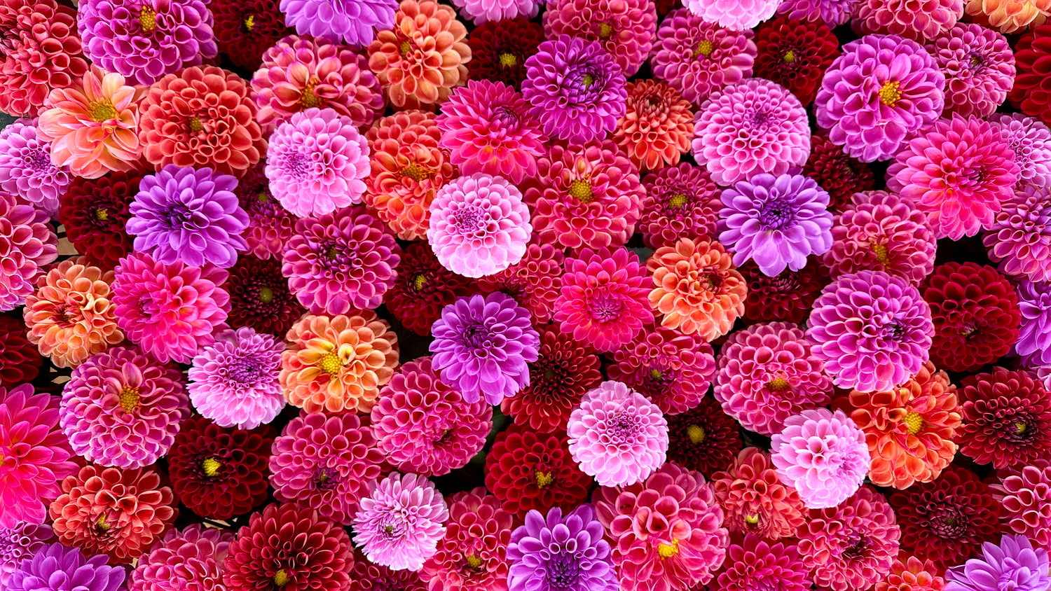 Ball Dahlias