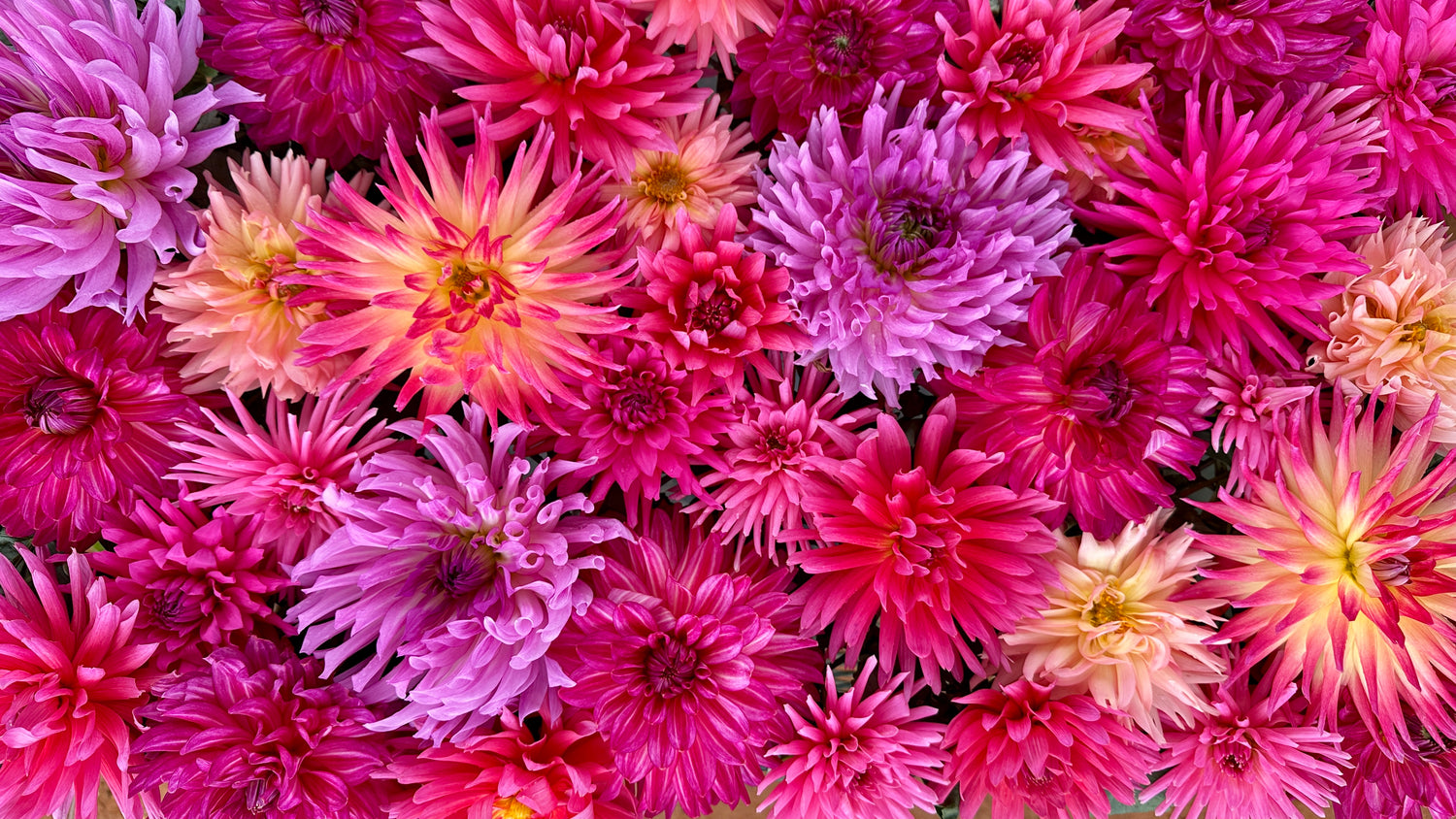 Semi Cactus Dahlias