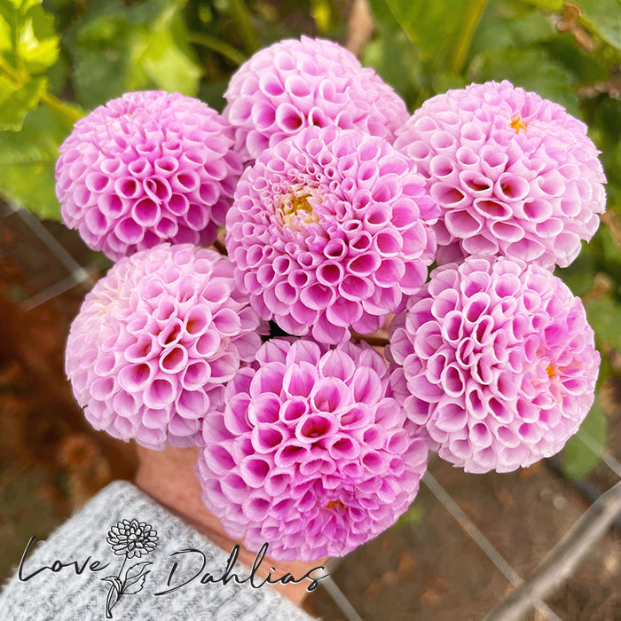 Pompon Dahlias