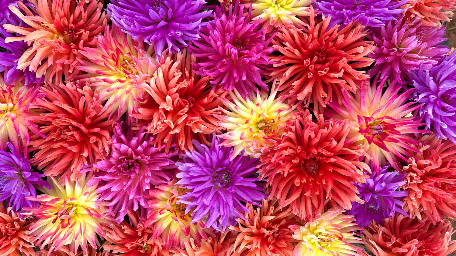 Cactus Dahlias