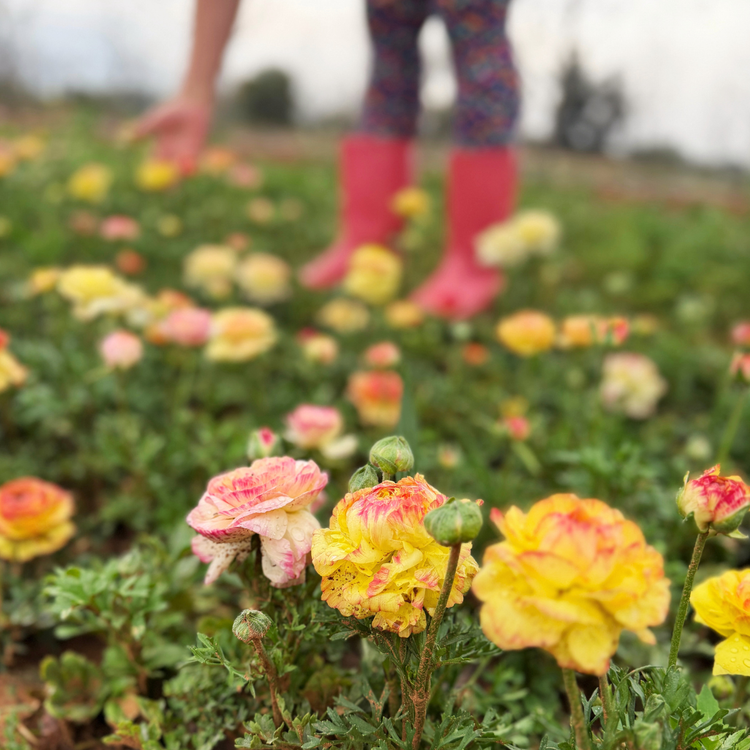 Tooty Fruity Ranunculus Mixes - Love Dahlias