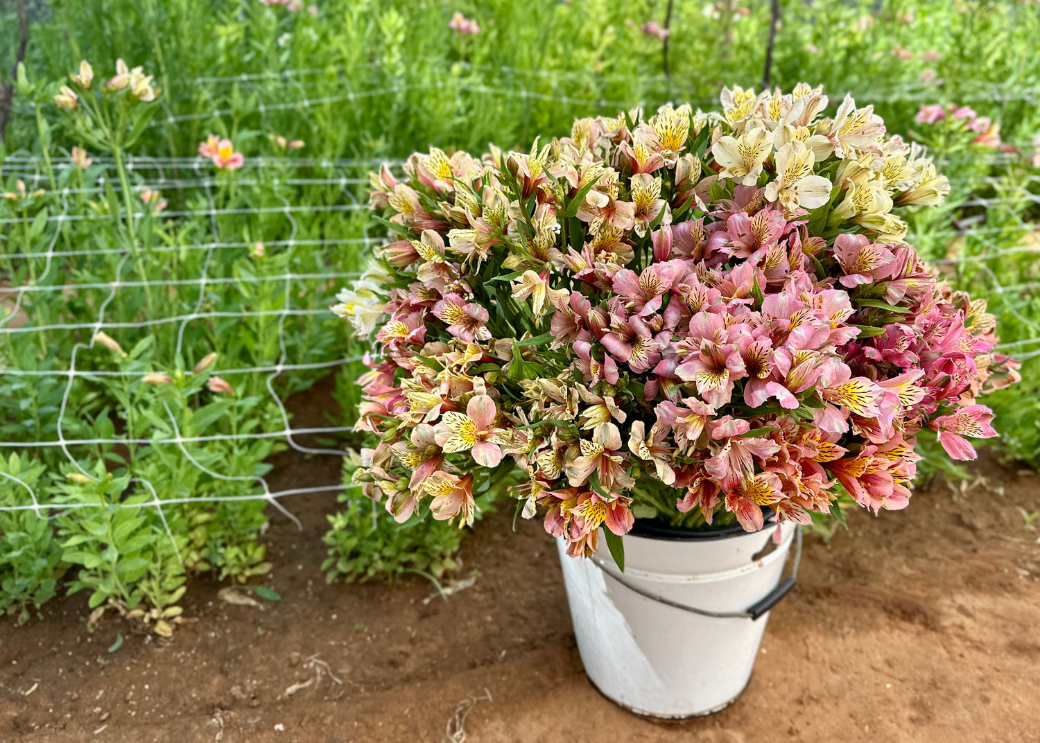 Alstroemerias | Inca Lilies - Love Dahlias