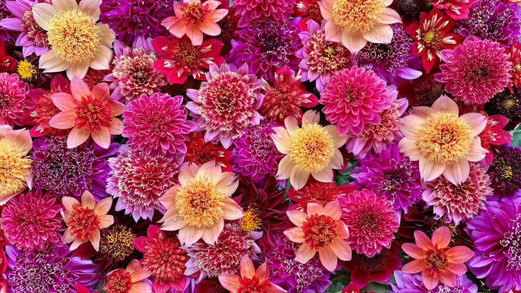 Anemone Dahlias - Love Dahlias