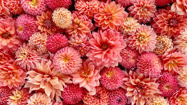 Apricot and Peach Dahlia Tuber Collection