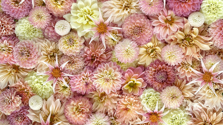 Blush and Cream Dahlia Tuber Collection